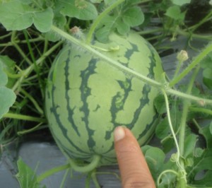 successful-vegetable-growing